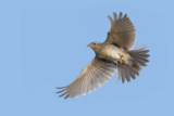 Crane Spotter: Having a lark