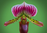 Cranleigh Camera Club – December 2020 News