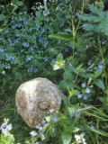 Towards a Wilder Garden . . . ?