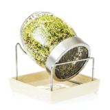 Growing Sprouting Seeds in a jar for Well-being