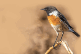 Crane Spotter – Enjoying our little chat