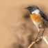 Wild Wonders – November 2024
