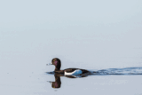 Crane Spotter – Out for a duck