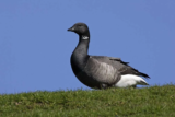 Crane Spotter – February 2018 – Magic seconds on my sky watch