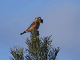 Crane Spotter – March 2018 – Big Bills Spark a Flutter
