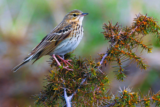 Crane Spotter: Parachuting pipit hits the deck