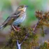 Wild Wonders – July 2025 – Nature’s Cover-Up