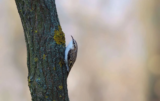 Crane Spotter – September 2018 – Creeping up on the Creepers