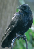 Crane Spotter – March – Back From The Dead!