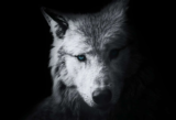 Ivy Mitchell – She-Wolf