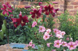 Open Gardens at Pentire and Pilgrim’s Cottage
