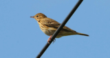 Crane Spotter – March 2020 – March Of The Mipits
