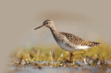 Crane Spotter: A ‘Woodsand’ – in the woods and field