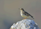 Crane Spotter – May 2018 – The Wondrous Woodlark