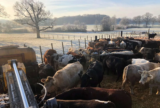 People Profile – Helen Tilley – A Local Farmer