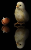 What Came First…?
