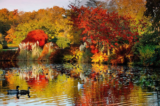 Garden Life – The Garden in November – Gill Ford