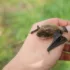 Crane Spotter – Redstart restart stars for the ‘fab five’