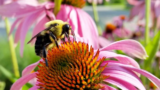 July Gardening Tips – Looking good!