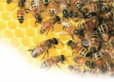 Keeping Bees Alive: Surrey Beekeepers’ Association – Guildford Division