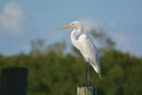 Crane Spotter – December 2017 – I’m Dreaming of a White Christmas
