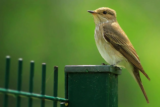Crane Spotter – June 2019 – Lesser spotted