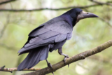 Crane Spotter – Rooks, Crooks and Confusion – March 2022