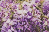 May 2020 – Spring into Bloom!