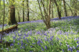 Garden Life – May 2022