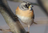 Crane Spotter – January 2020 – Rambling Brambling