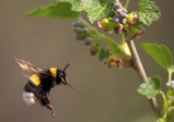 May 2018 – Buzzing Around!