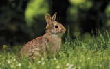 Wild Wonders – Rabbits – July 2022