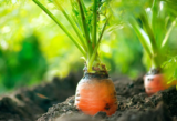 October 2018 – Overcoming Garden Challenges