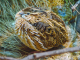 Crane Spotter: Out on the Quail Trail