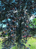 Wild Wonders: The Beech Tree