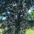 Cranleigh Rugby Club: 60 Years and Growing