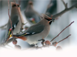 Crane Spotter – January – Waxwing lyrical