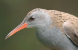 Crane Spotter – February 2017 – Rail hogs the ‘slimelight’