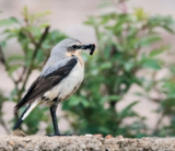 Crane Spotter – October 2016 – Fancy a Chat? I’m Up For That!