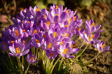 January 2020 – Visions of Grand Gardening…
