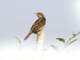 Crane Spotter – July 2016 – No turning back the clock to the way things were