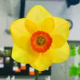 Horticultural Society Spring Show