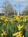 NEW Fountain Square Flower Bed Sponsorship