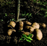 Digging for Cranleigh