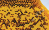 Bee Alive: Keep Britain’s Bee Population Buzzing!