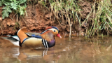 Crane Spotter – April 2020 – Amazing Mandarins
