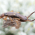 Crane Spotter: Striking gold in the muck