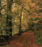 Fall for Cranleigh