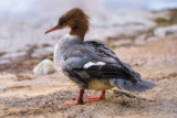 Crane Spotter – A record of non-stop one two one meetings