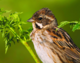 Crane Spotter – Bunting hunting